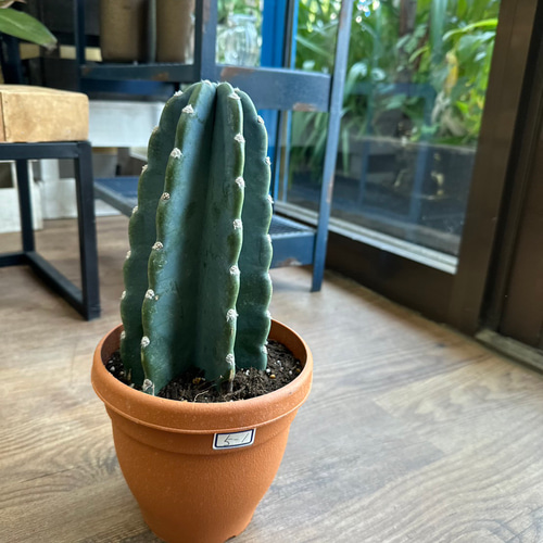 観葉植物】柱サボテン 6号 5-1 送料無料 その他インテリア雑貨