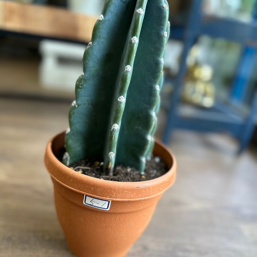 観葉植物】柱サボテン 6号 5-1 送料無料 その他インテリア雑貨 観葉植物】柱サボテン 6号 5-1 送料無料 その他インテリア雑貨
