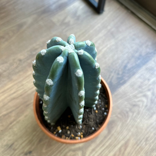 観葉植物】柱サボテン 6号 5-1 送料無料 その他インテリア雑貨 観葉植物】柱サボテン 6号 5-1 送料無料 その他インテリア雑貨