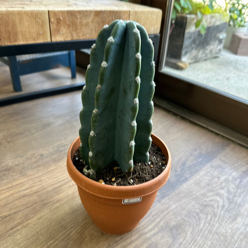 観葉植物】柱サボテン 6号 5-1 送料無料 その他インテリア雑貨 観葉植物】柱サボテン 6号 5-1 送料無料 その他インテリア雑貨