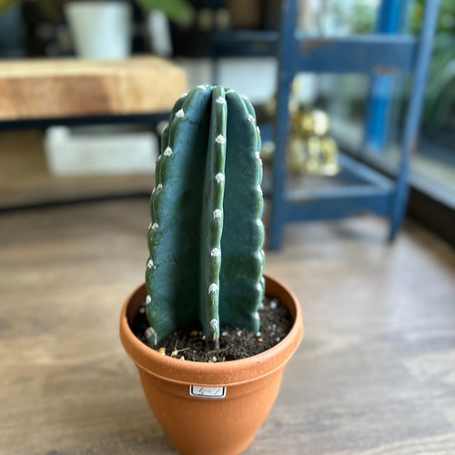 観葉植物】柱サボテン 6号 5-1 送料無料 その他インテリア雑貨 観葉植物】柱サボテン 6号 5-1 送料無料 その他インテリア雑貨