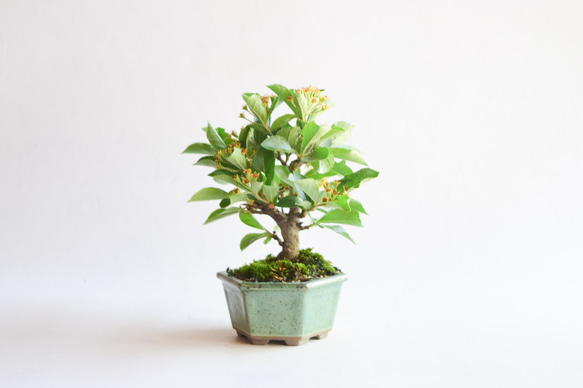 盆栽 カマツカ/盆栽、多肉植物、塊根植物、観葉植物通販/KIDORI