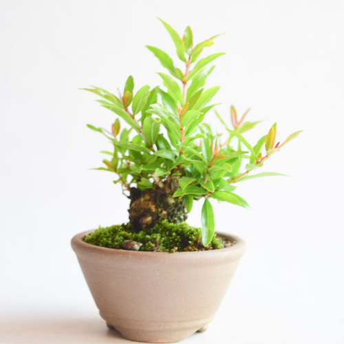 ネジ幹ザクロ no.183 盆栽 盆栽やす 通販 15921420｜Creema(クリーマ)