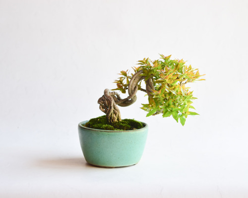 九谷　大日本　箱付き　盆栽鉢 植木鉢・盆栽鉢 - 九谷美陶園