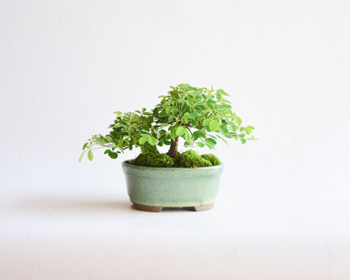 屋久島萩　小品盆栽 盆栽：屋久島萩(信楽焼鉢）*はぎハギ秋鉢植え 鉢花 祝い ギフト
