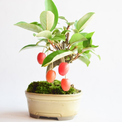 割烹盆栽の珍品ふいりのグミ 寒グミ/盆栽、多肉植物、塊根植物、観葉植物通販/KIDORI -キドリ-