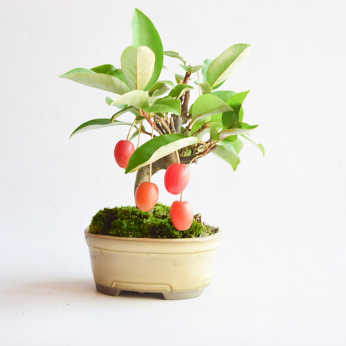 グミ盆栽 グミ 一才性 鉢植え 現品 盆栽 : やまおか碧山苑ヤフー店 - 通販