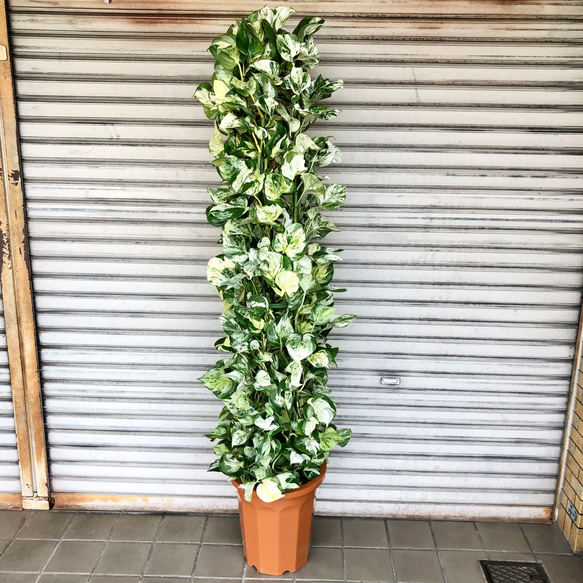 大型 タワー仕立て 斑入り品種 ポトス ステータス 10号 その他