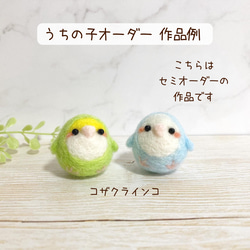 つぶらな瞳のちっちゃな相棒♡ちびころインコぶらざーず♡羊毛フェルト 小鳥 parrot parakeet felted 14枚目の画像