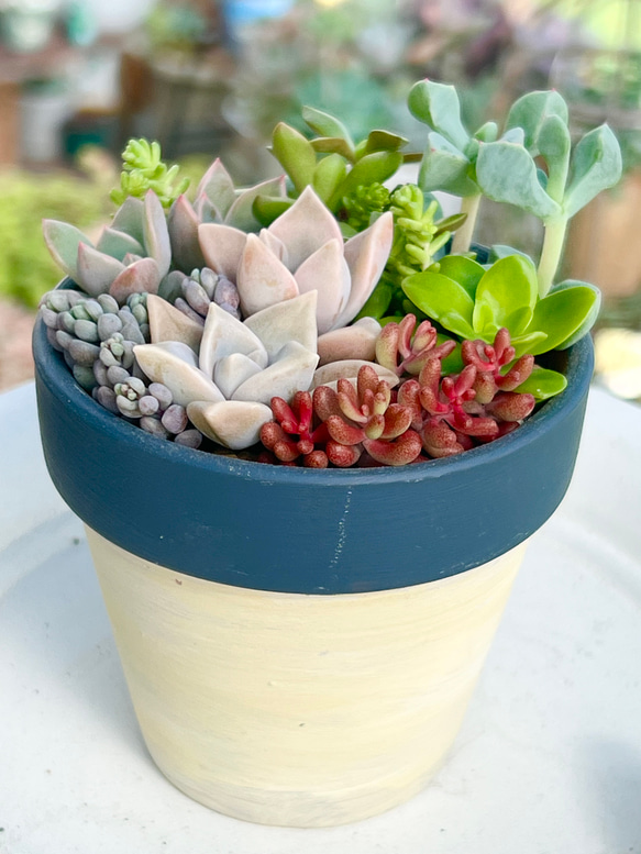 多肉植物 寄せ植え（エンジェル.ウイング鉢♪プードル付き） 多肉植物