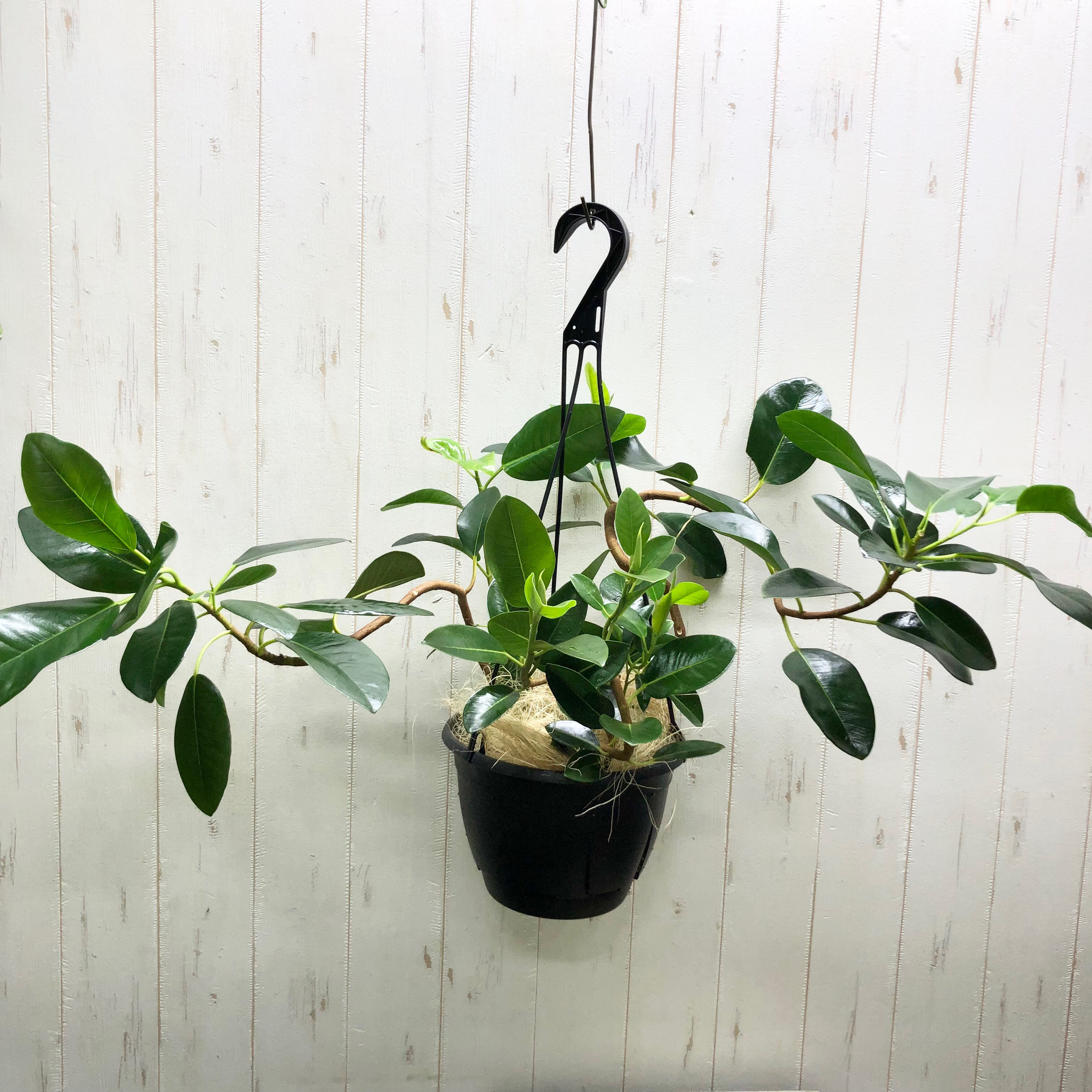 大型♡  超曲がり株  フランスゴムの木  吊り鉢