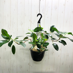 株立ち 大株 ユーカリ ポポラス 7号 その他インテリア雑貨 PLANTS