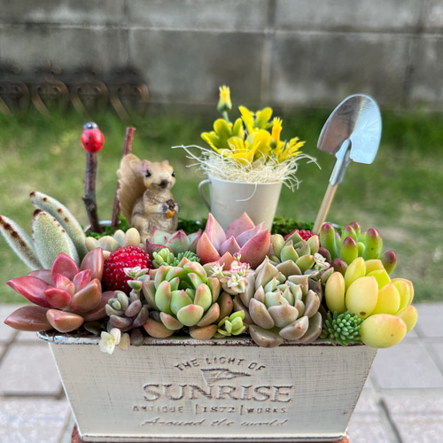 多肉植物の寄せ植え♡男前ブルドッグ♡そのまま飾れる