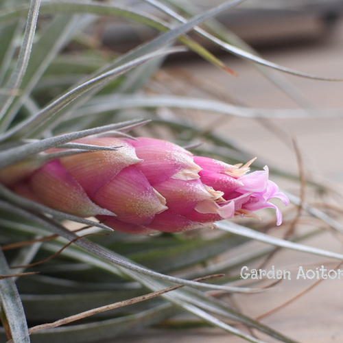 ○エアープランツ○チランジア*コットンキャンディとカップの