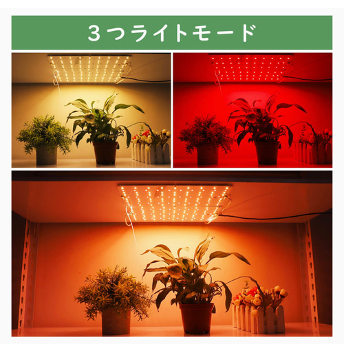 わんちゃん、ねこちゃんの草栽培ライト おもちゃ・ペット小物 8929  