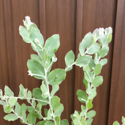 可愛い♪パールアカシア　テラコッタ鉢植え　ミモザ苗オージープランツ 3枚目の画像