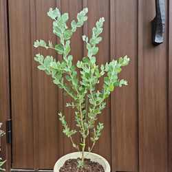 可愛い♪パールアカシア　テラコッタ鉢植え　ミモザ苗オージープランツ 2枚目の画像