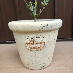 可愛い♪パールアカシア　テラコッタ鉢植え　ミモザ苗オージープランツ 4枚目の画像