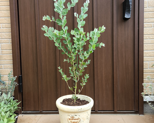 大きめ♡パールアカシア　テラコッタ鉢植え　ミモザ　苗　オージープランツ