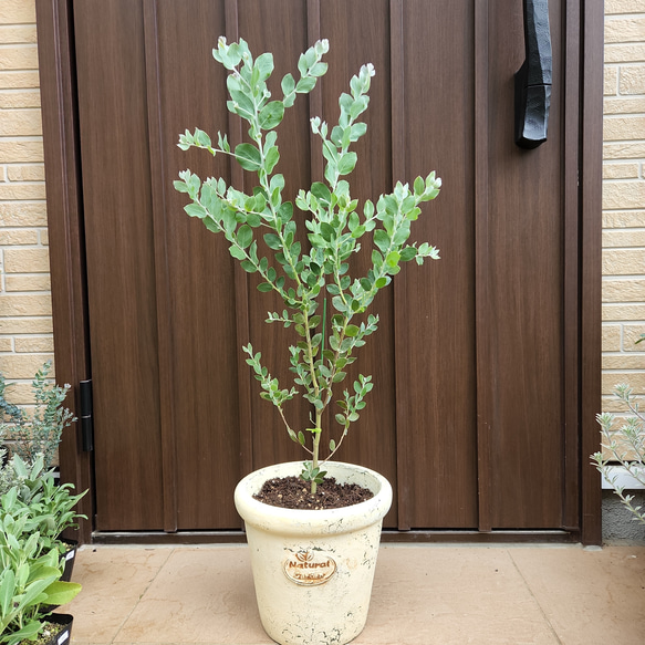 可愛い♪パールアカシア　テラコッタ鉢植え　ミモザ苗オージープランツ 1枚目の画像