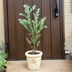 可愛い♪パールアカシア　テラコッタ鉢植え　ミモザ苗オージープランツ 5枚目の画像