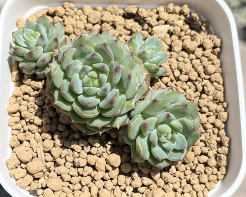 多肉植物 韓国苗 くりりん様 00a8296e39722f85bbaeb7421002ef