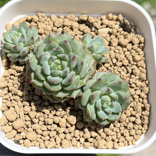 エイリン 厳選韓国苗 名前付き 多肉植物 〜Green〜多肉畑〜 通販
