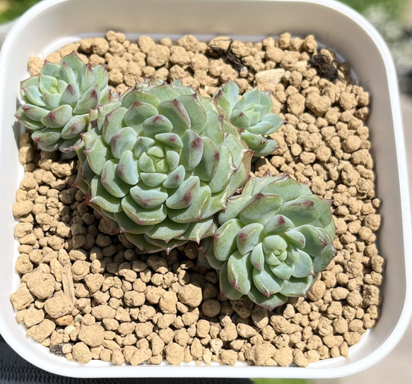 プリン カット苗 | 多肉植物カット苗の通販 | エケベリア(韓国苗