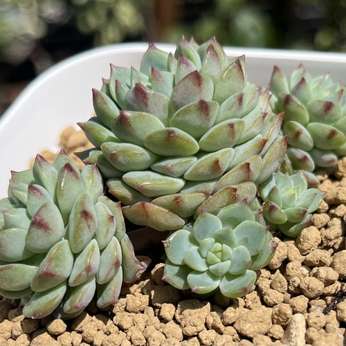 多肉植物 韓国苗 くりりん様 多肉植物 韓国苗 くりりん様 - メルカリ