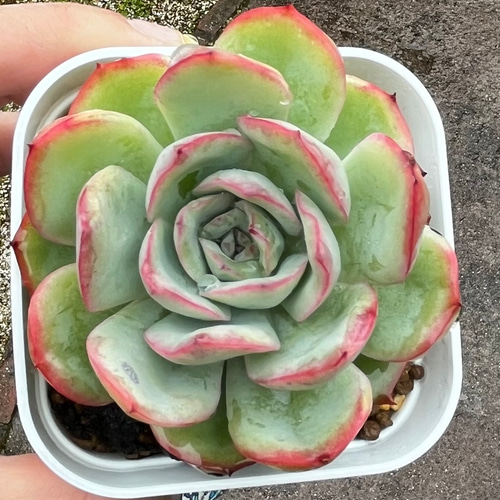 多肉植物 エケベリアsp 韓国苗 【公式通販】