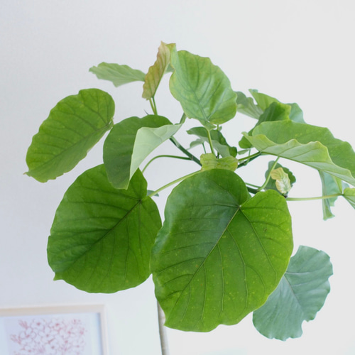 フィカス　ウンベラータ　曲がり　5【現品】観葉植物　室内　大型 オシャレな樹形です♡ フィカス ウンベラータ 曲がり 観葉植物