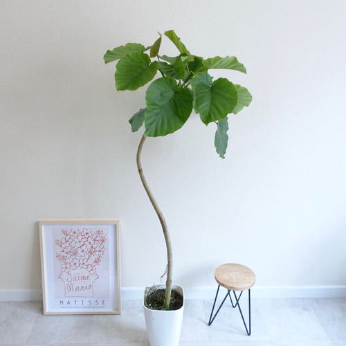 オシャレな樹形です♡ フィカス ウンベラータ 曲がり 観葉植物 オシャレな樹形です♡ フィカス ウンベラータ 曲がり 観葉植物