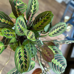 観葉植物】マランタ レウコネウラ 5号 502 送料無料 その他インテリア