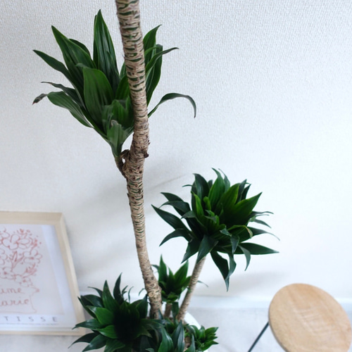 美形です ドラセナ コンパクタ 観葉植物 室内 大型