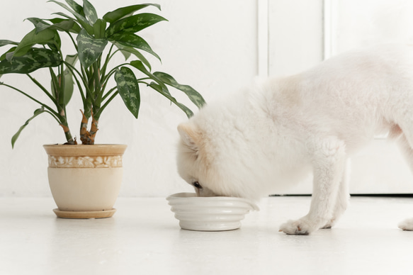 WAVE  ドッグフードボウル　ペットボウル　食器スタンド　小型犬　中型犬　猫 1枚目の画像