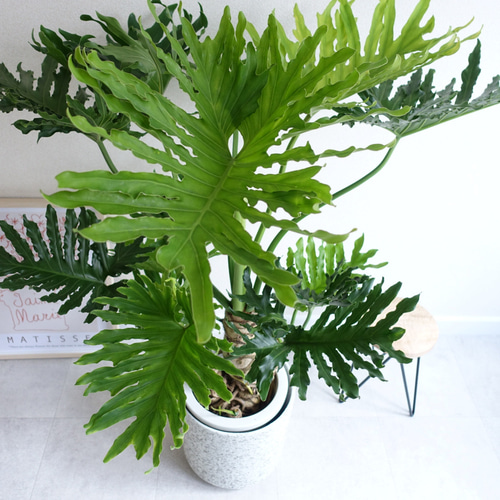 迫力あります‼︎ 美株 セローム ホープ 根上り 大株 大型 観葉