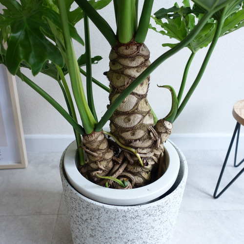 現品　フィロデンドロン　セローム　ホープ　34番　根上がり　観葉植物 迫力あります‼︎ 美株 セローム ホープ 根上り 大株 大型 観葉