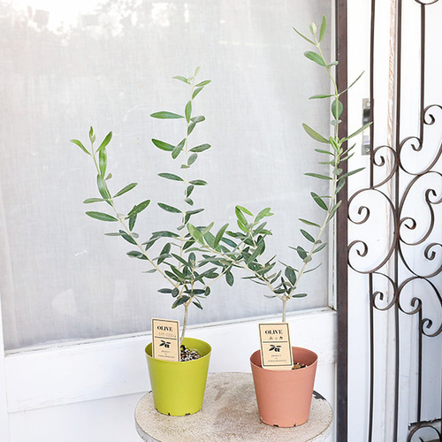 オリーブの木 コレッジョラ 10号 約180cm K-184 一点物 オリーブの木