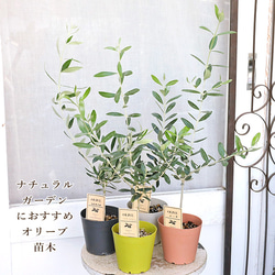 常緑苗木 オリーブ コレッジョラ ネバディロブランコ コロネイキ