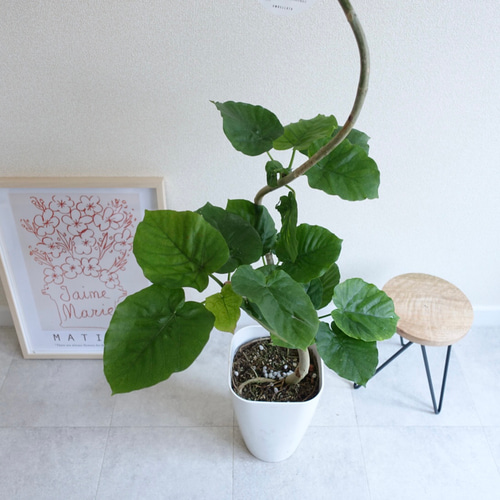 フィカス おしゃれ一本立ちのウンベラータ 楽天市場】観葉植物 フィカス・ウンベラータ 6号 角プラスチック