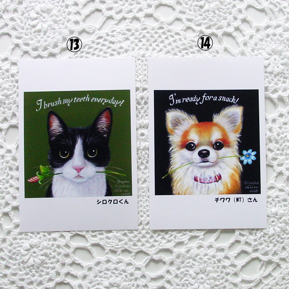 おすましアニマルのポストカード４枚・お好きな４枚選択・犬・猫・うさぎ・カワウソ・光沢ハガキ・各OPP袋入り・プレゼント 9枚目の画像
