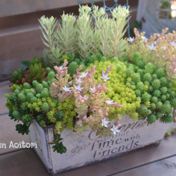 多肉*セダムMix寄せ植え.｡ 多肉植物 Garden Aoitori 通販