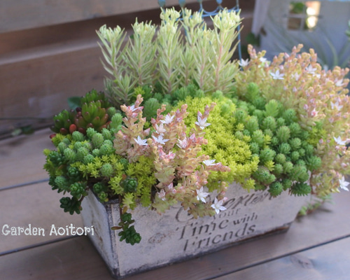 多肉植物　組み合わせ自由 多肉植物アソート1号ポット おまかせ 12株セット の通販 | 園芸
