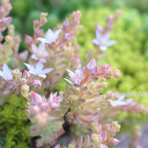 多肉*セダムMix寄せ植え.｡ 多肉植物 Garden Aoitori 通販 15928093