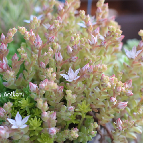 多肉*セダムMix寄せ植え.｡ 多肉植物 Garden Aoitori 通販 15928093