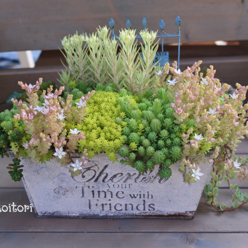 多肉*セダムMix寄せ植え.｡ 多肉植物 Garden Aoitori 通販 15928093