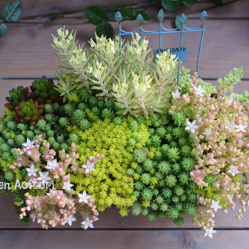 多肉*セダムMix寄せ植え.｡ 多肉植物 Garden Aoitori 通販 15928093