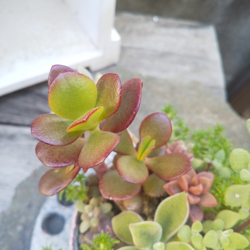 多肉植物 リメ缶の金のなる木の寄せ植え 多肉植物 ミクロ 通販