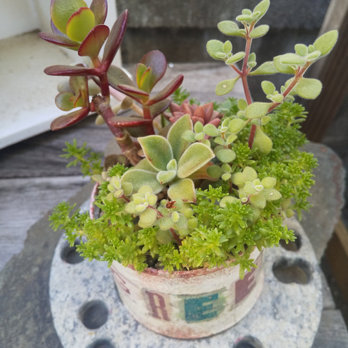 多肉植物 リメ缶の金のなる木の寄せ植え 多肉植物 ミクロ 通販