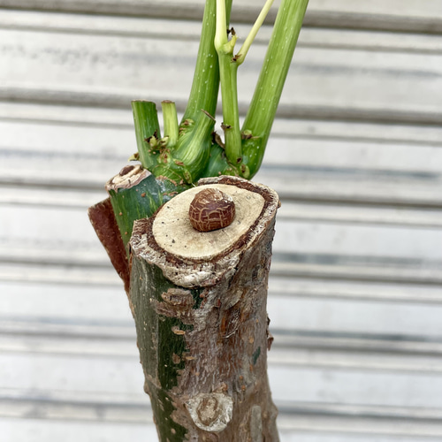 斑入りパキラ ミルキーウェイ 接木株｜観葉植物 インテリアグリーン